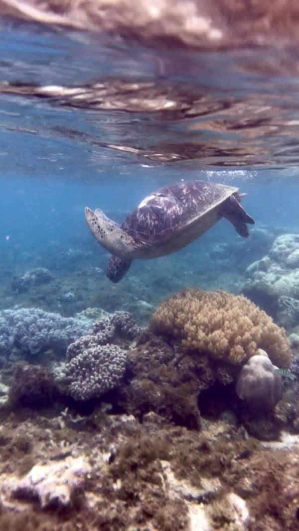 Apo island philippines blog voyage