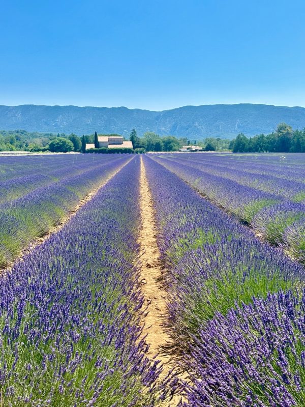 plus beaux champs de lavande en Provence