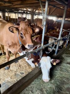 ferme de la charbonnière menthon