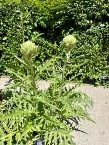 jardin des 5 sens yvoire