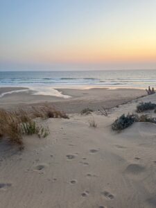 sunset cap ferret