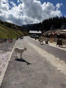 le village des chèvres les lindarets